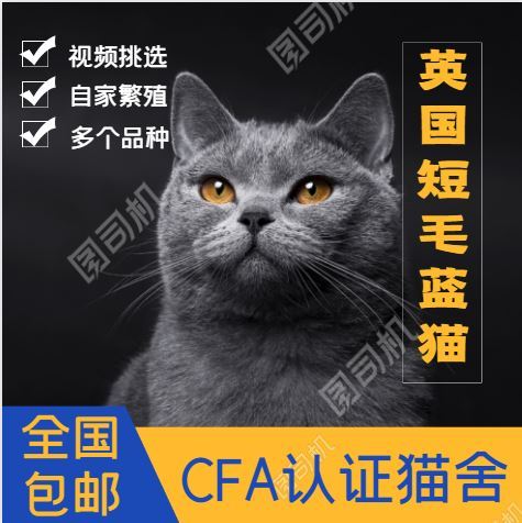 可爱猫咪 - 迪迦小店 - c2c实战教学系统 - 晋江华侨职业中专学校